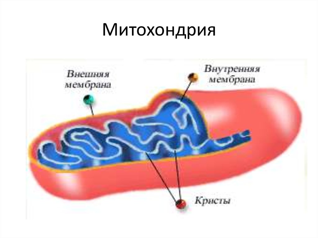 Строение внутренней мембраны митохондрии. Внутренняя мембрана митохондрий. Митохондрия мембрана внутренняя схема. Строение мембраны митохондрии. Строение внутренней мембраны митохондрий.