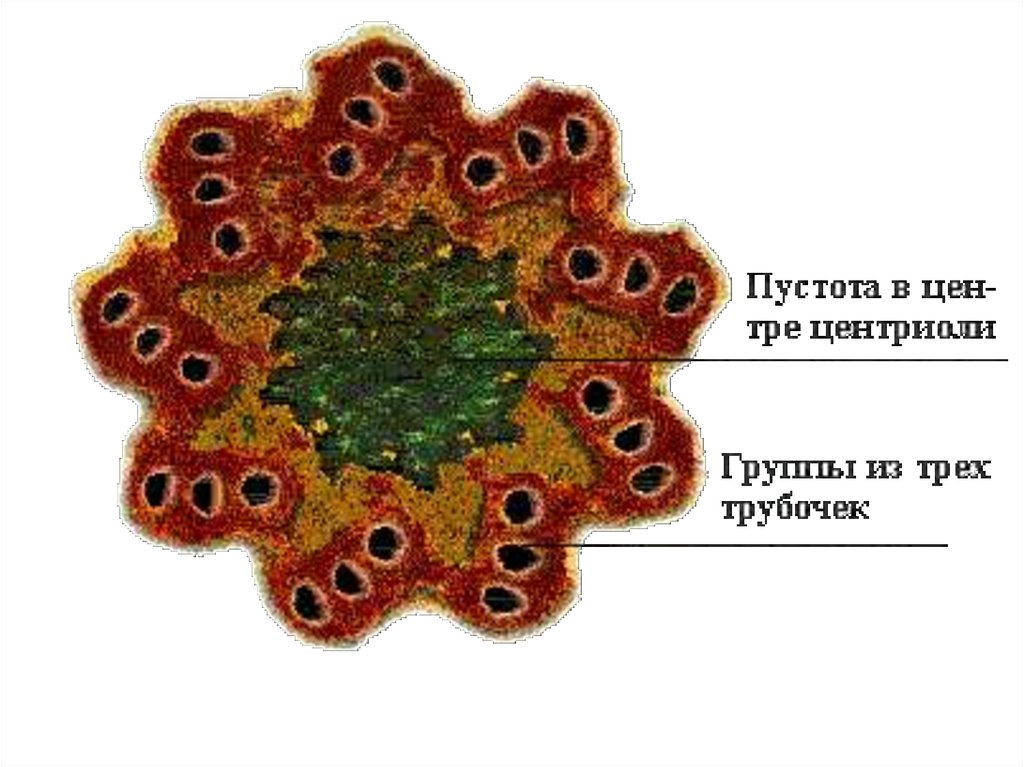 Центриоль и вакуоль