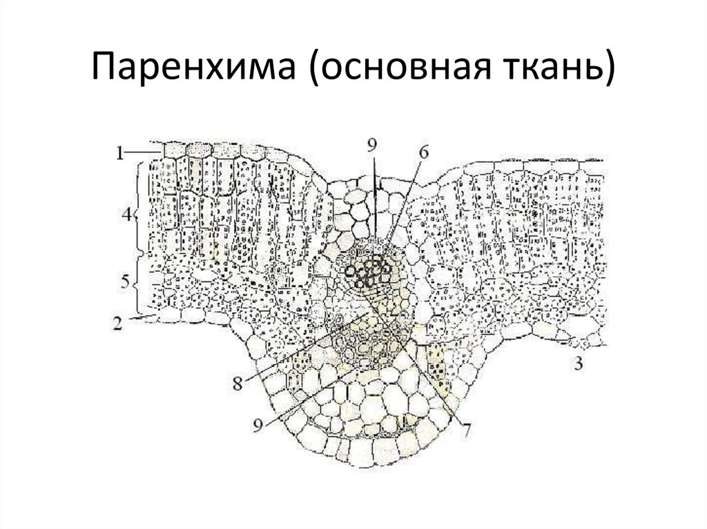 Типы паренхимы. Паренхима ткань растений. Основная ткань растений паренхима. Ассимиляционная паренхима строение. Строение основной ткани паренхимы растений.