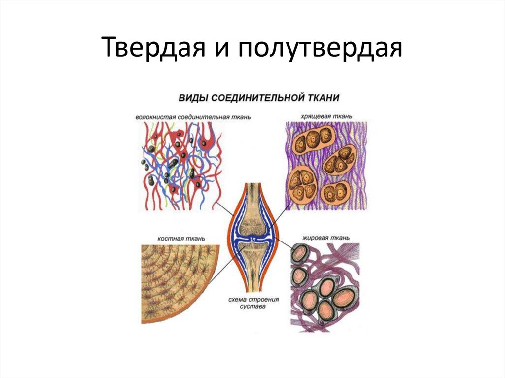 Рисунки соединительной ткани