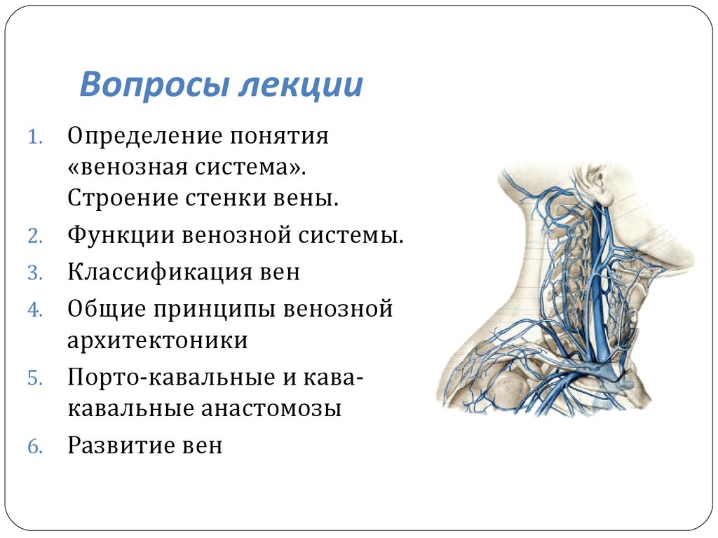 Вены характеризуются. Характеристика венозной системы. Общий план строения венозной системы.