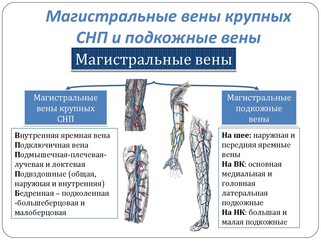 Вены относятся к. Магистральные подкожные вены. Магистральные системы вен. Магистральные вены анатомия.