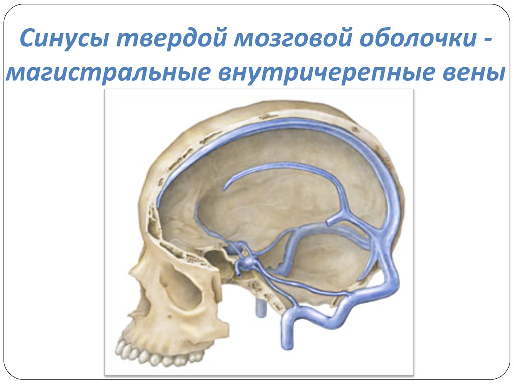 Синусы оболочки головного мозга. Синусы твердой оболочки головного мозга. Синусы твердой мозговой оболочки топографическая анатомия. Схема венозных синусов твердой мозговой оболочки. Верхний Сагиттальный синус головного мозга.