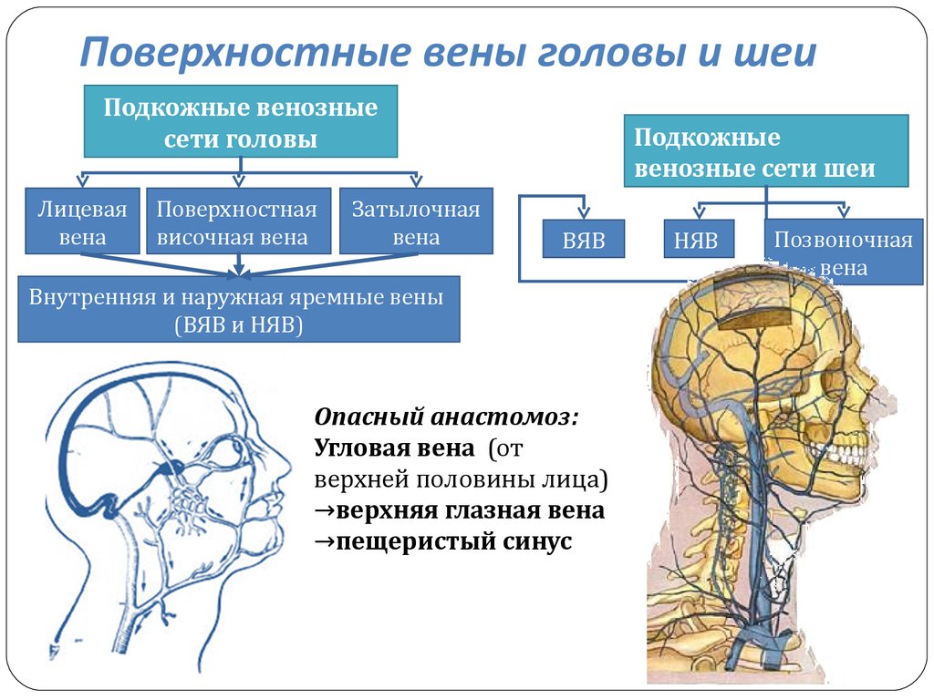 Голова головной мозг шея