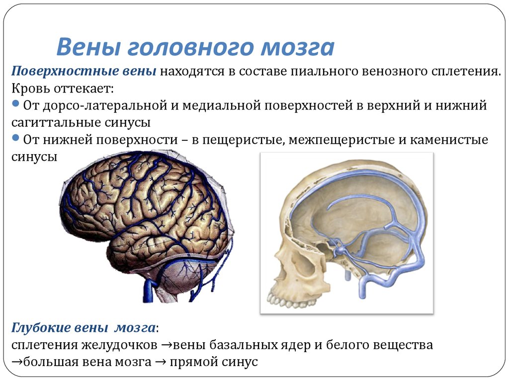 Верхние вены мозга. Венозный отток головного мозга. Поверхностные вены головного мозга. Вены и венозный отток от головного мозга.