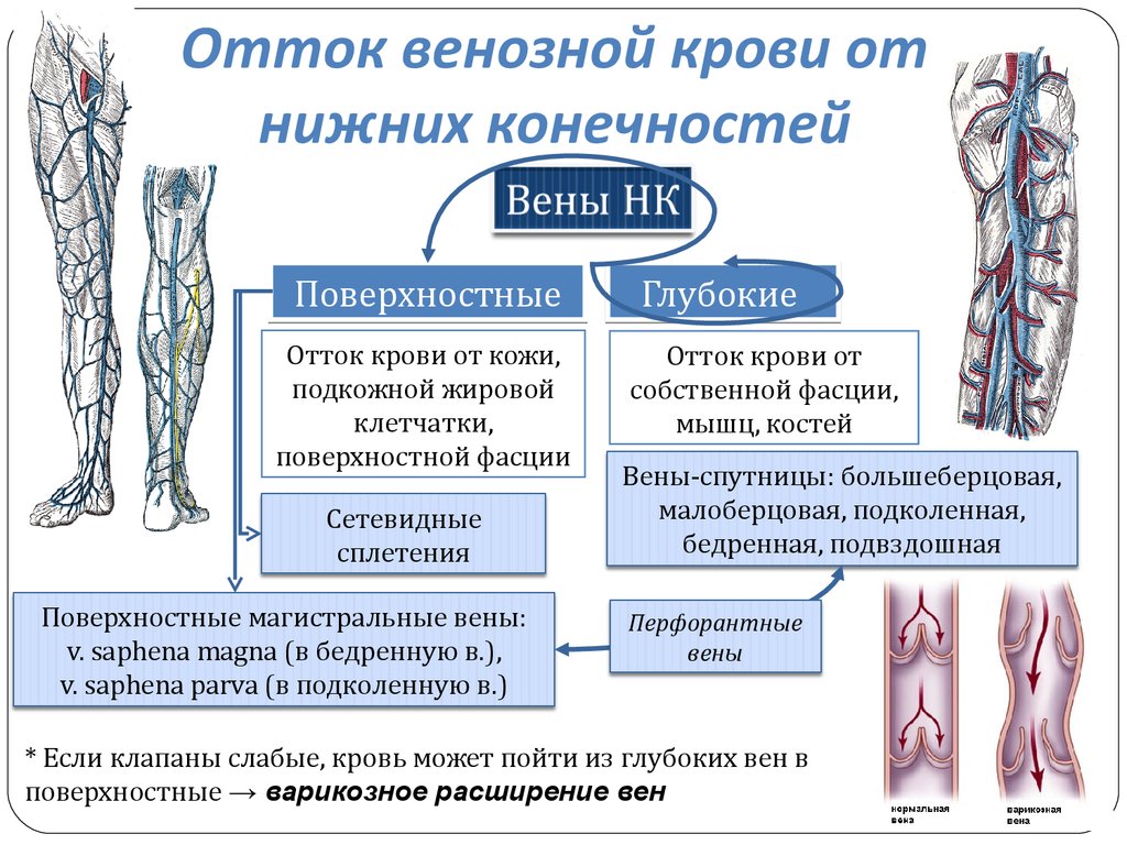 Обратный ток крови в венах. Перфорантные вены нижних конечностей анатомия. Поверхностные вены нижней конечности схема. Подкожные вены голени анатомия. Анатомия вен нижних конечностей перфоранты.
