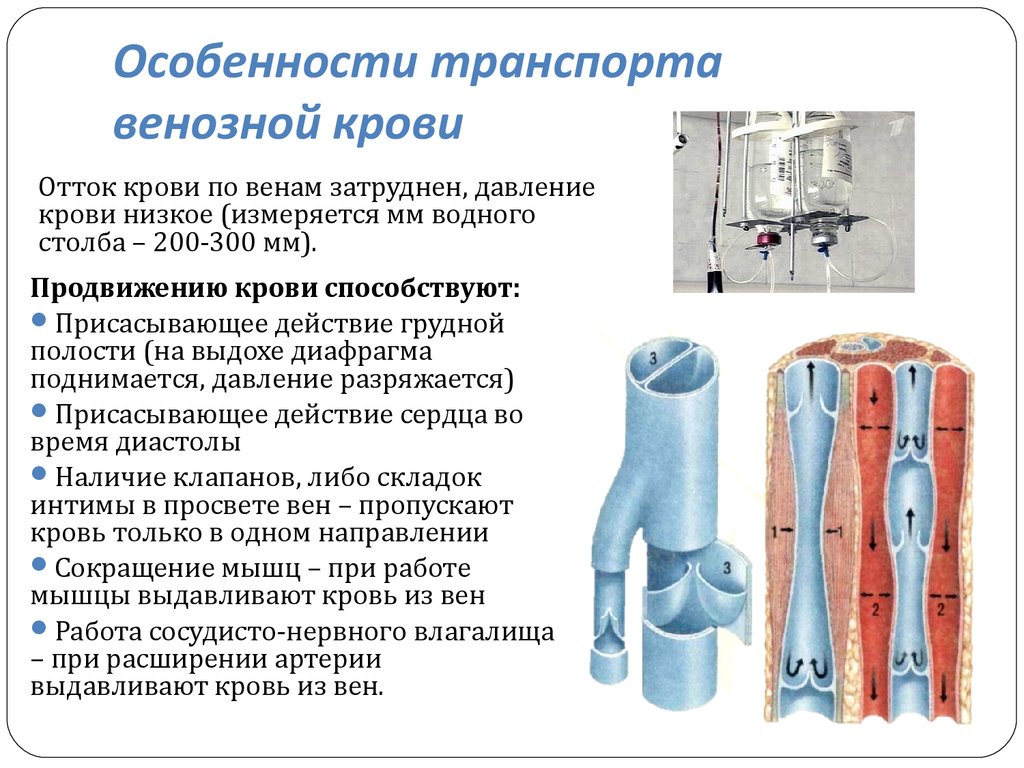 Особенности венозной системы. Особенности транспорта венозной крови. Функциональная анатомия венозной системы.