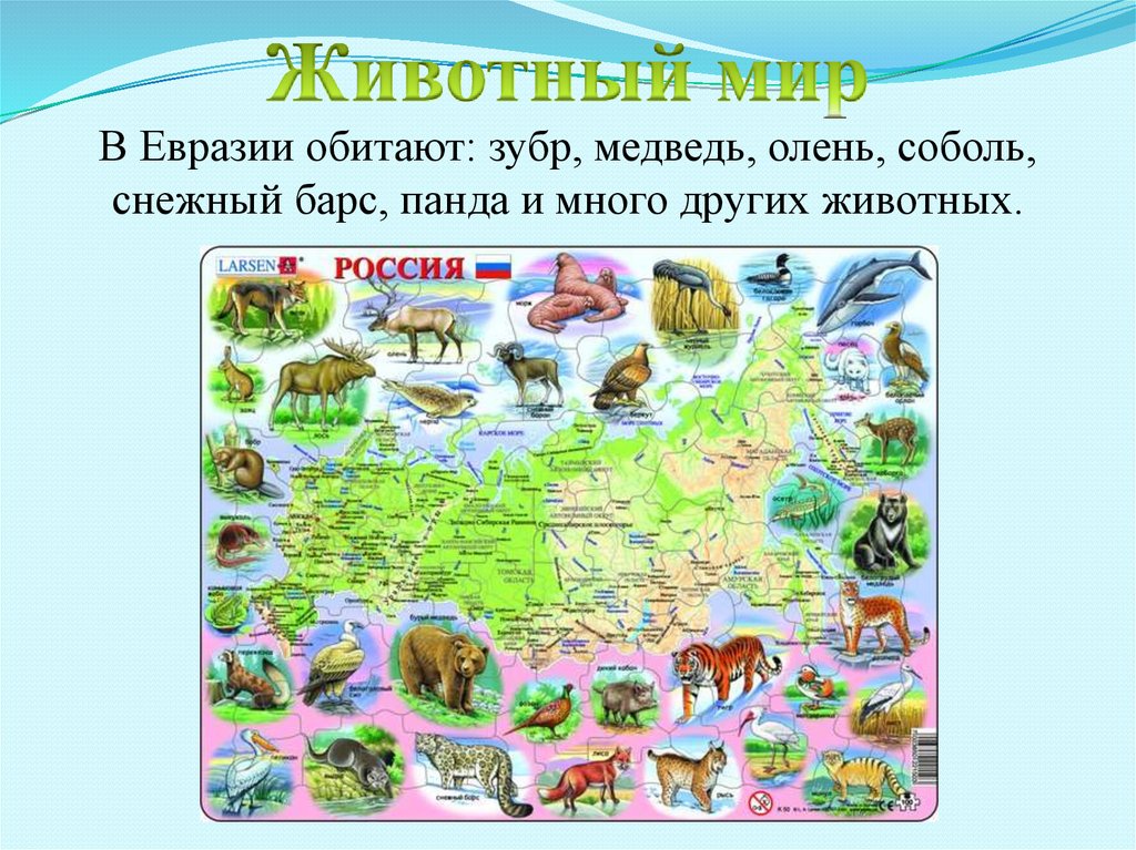 Кто живет в евразии. Животные Евразии. Карта животных Евразии. Животный мир материка Евразия. В Евразии обитают.