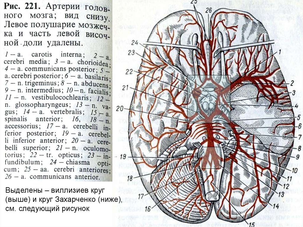 Круг кровообращения в мозгу. Артерии головного мозга артериальный круг головного мозга. Анатомия сосудов Виллизиева круга и круга Захарченко. Кровоснабжение головного мозга, артериальный круг большого мозга. Виллизиев круг в головном мозге.