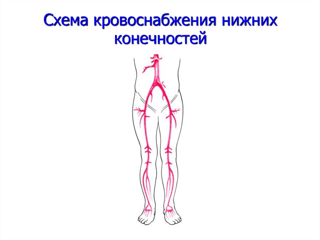 Артерии ноги схема