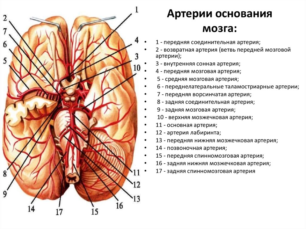 Мозговые артерии латынь