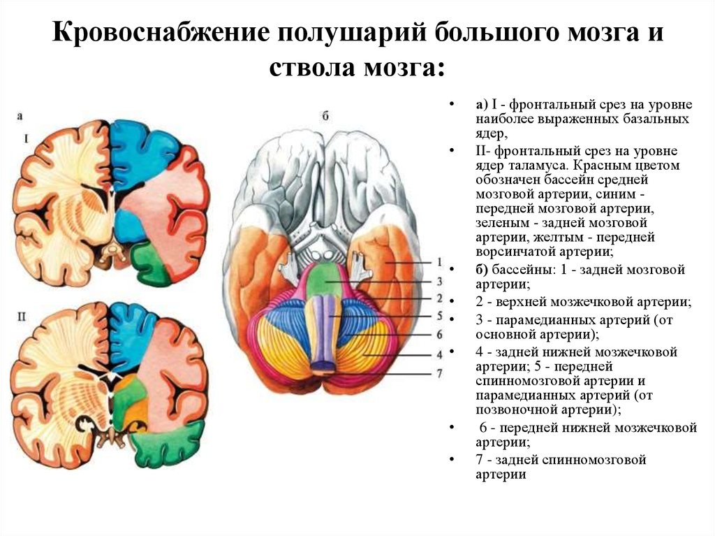 Поступление крови в мозг. Базальные ядра бассейн кровоснабжения. Бассейн средней мозговой артерии кровоснабжает. Зоны кровоснабжения мозжечка. Бассейн передней мозговой артерии.