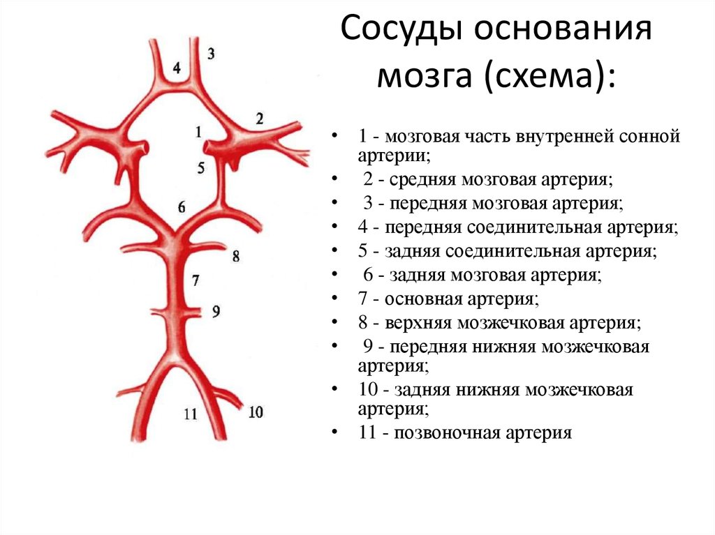 2 артерии 1 вена. Основная артерия головного мозга анатомия. Артерии головного мозга схема. Кровоснабжение головного мозга схема артерии и вены. Кровоснабжение головного мозга анатомия схема.