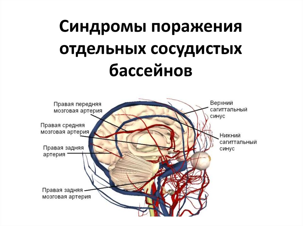 Кровообращение головного мозга. Синдромы поражения бассейнов головного мозга. Каротидный бассейн головного мозга это. Синдромы поражения передней мозговой артерии. Артерии и вены головного мозга анатомия.