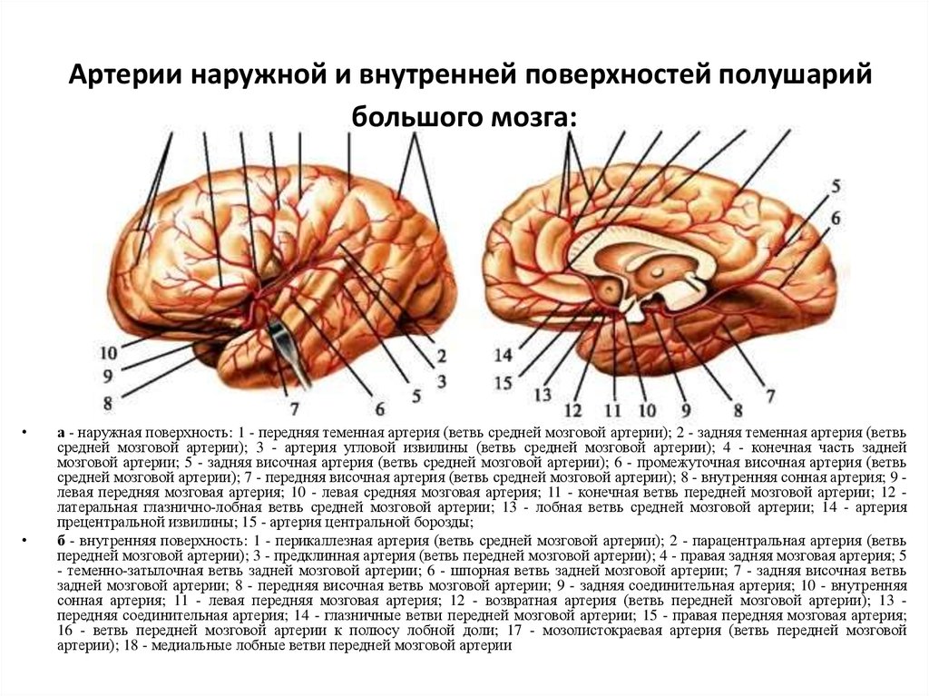  Артерии наружной и внутренней поверхностей полушарий большого мозга: