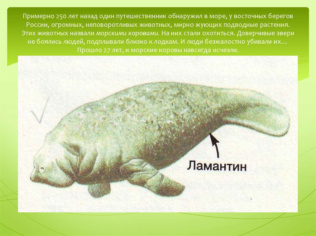 Примерно 250 лет назад один путешественник обнаружил в море, у восточных берегов России, огромных, неповоротливых животных,
