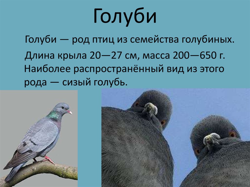 Птица мужского рода. Вес голубя. Род птиц семейства. Семейство голубиных. Голубь краткое описание.