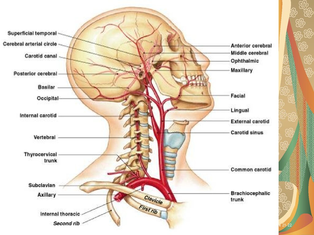 Иннервация неба. Наружная Сонная артерия анатомия. Arteria vertebralis анатомия. Ветви наружной сонной артерии Латинской. Кровоснабжение головы наружная Сонная артерия.