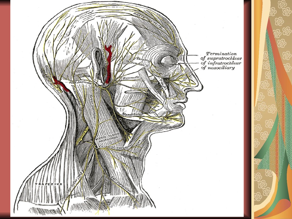 Органы головы. Nervus infratrochlearis. Plexus parotideus n. Facialis. Иннервация органов головы и шеи. R zygomaticus n Facialis.