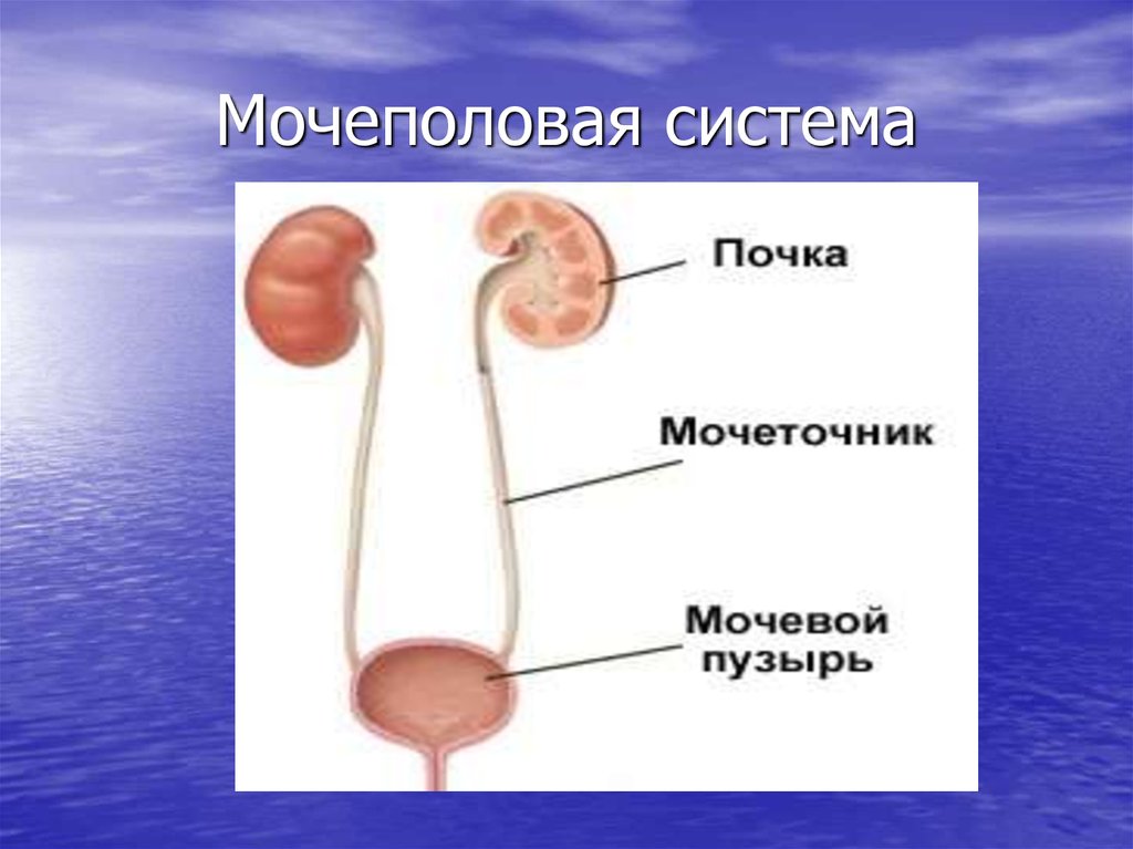 Тема половая система человека. Мочеполовая выделительная система. Мужская мочевая система анатомия. Мочевая и половая система. Анатомия мужских мочеполовых органов.