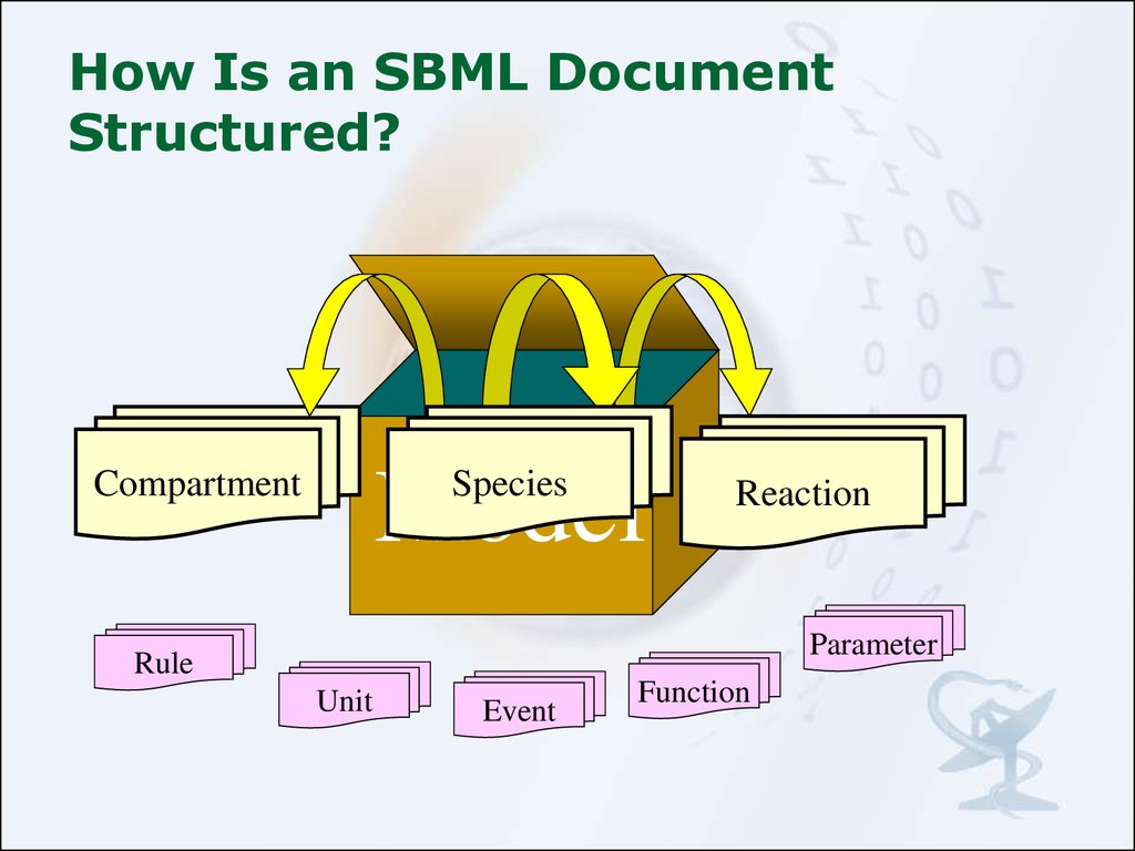 How Is an SBML Document Structured?