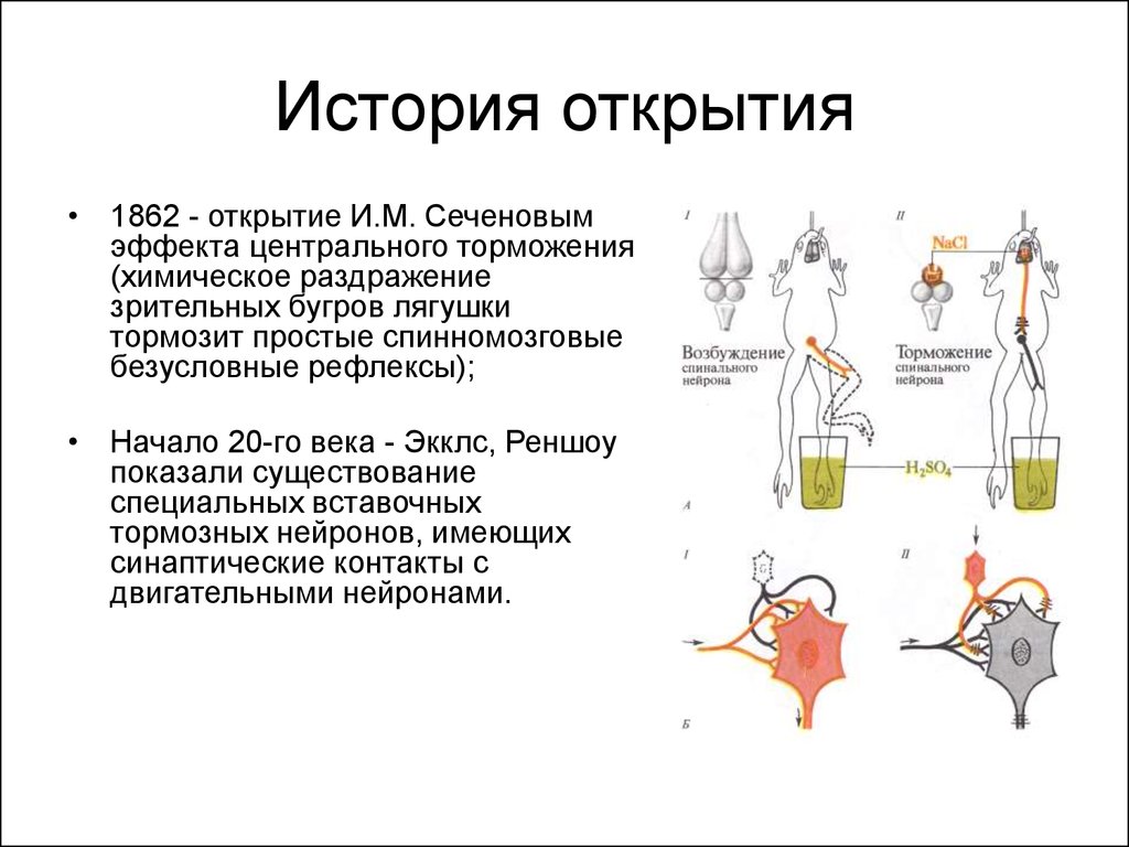 Начав торможение. Центральное торможение спинальных рефлексов опыт Сеченова и.м. Центральное торможение торможение в ЦНС опыт и.м Сеченова. Рефлекс Сеченова эксперимент. История открытия торможения в ЦНС.