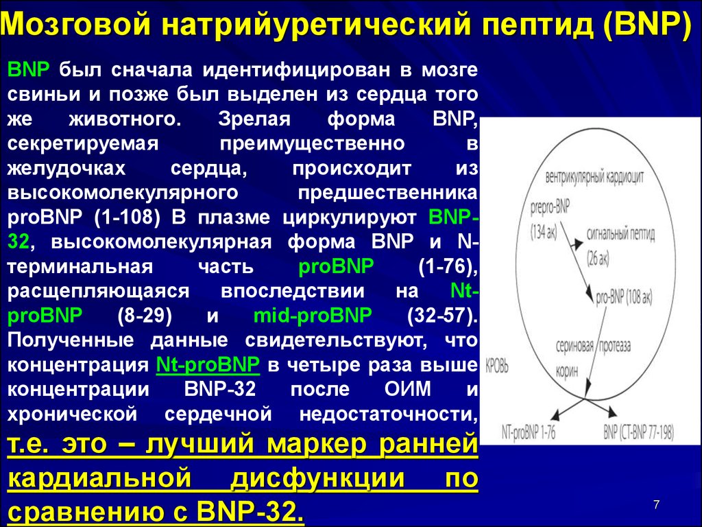 Определение пептида 32 мозга что это