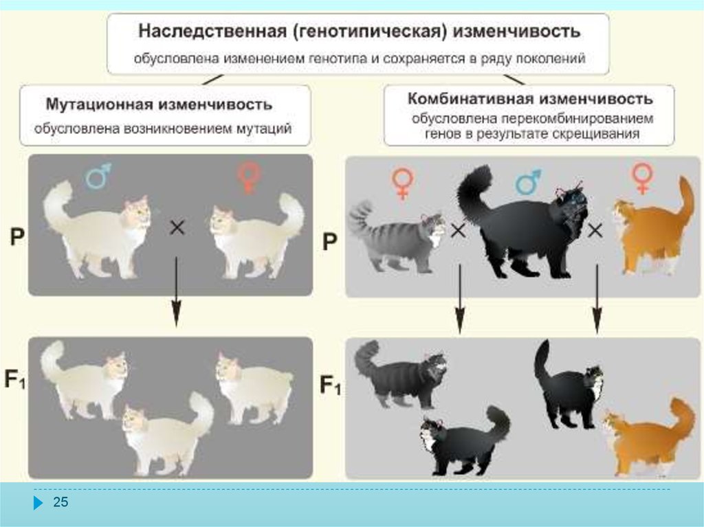 Любой генотип любого организма. Мутационная генотипическая изменчивость. Наследственная изменчивость мутационная. Наследование мутационной изменчивости. Мутационный процесс и комбинативная изменчивость.