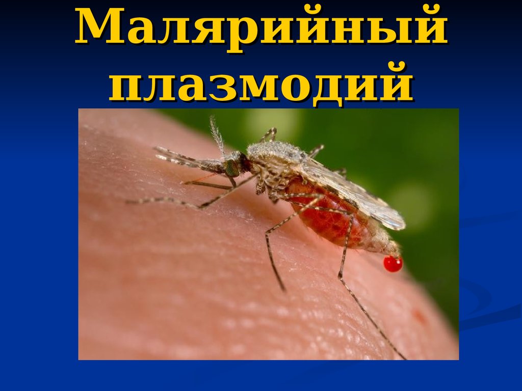Малярия животное. Малярийный паразит. Малярийный плазмодий. Малярийный плазмодий малярийный плазмодий. Малярийный плазмодий и малярийный комар.