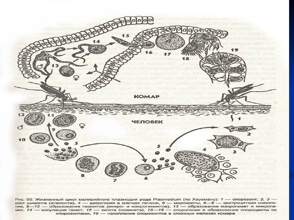 Цикл развития малярийного плазмодия схема 7 класс