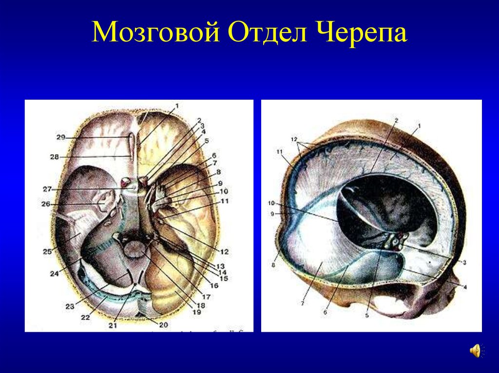 Анатомия мозгового отдела головы