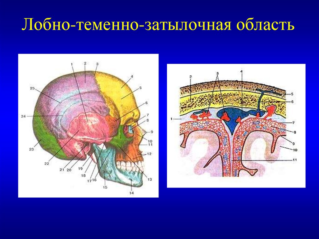 Свод головного мозга. Лобно-теменно-затылочная область топографическая анатомия. Топография лобно теменно затылочной области. Голова топографическая анатомия лобно теменно затылочная. Топография лобно теменно затылочной области послойная.