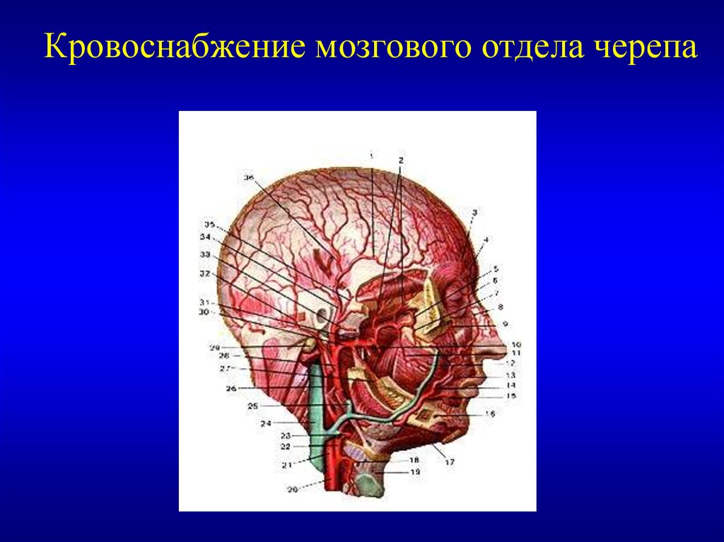 Подразделение головы. Топографическая анатомия головного мозга. Топографическая анатомия мозгового отдела. Кровоснабжение мозгового отдела черепа. Кровоснабжение свода черепа.