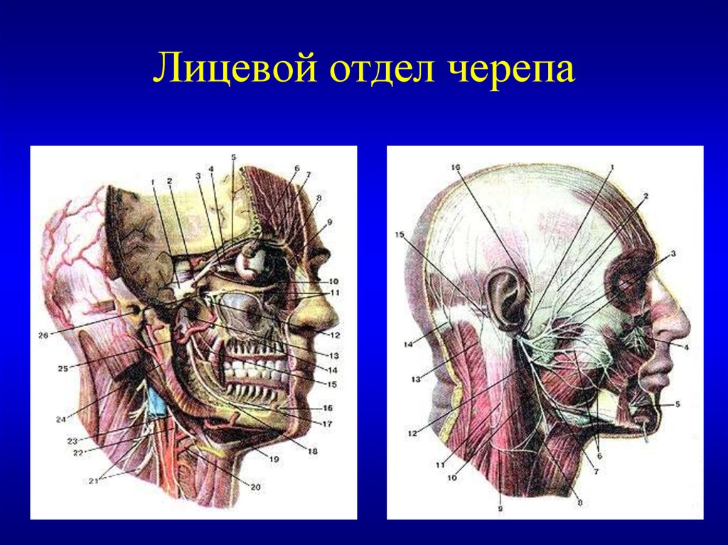 Костные ткани черепа. Анатомия костей лицевого отдела черепа. Топография лицевого отдела черепа. Топография лицевого отдела головы анатомия. Топография черепа анатомия кости.