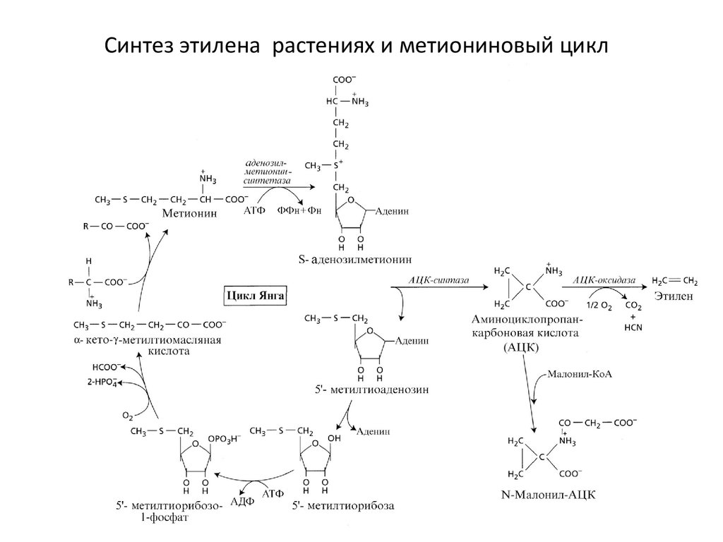 Схемы янга. Цикл метионина. Биосинтез этилена в растениях. Метиониновый цикл биохимия. Синтез метионина.