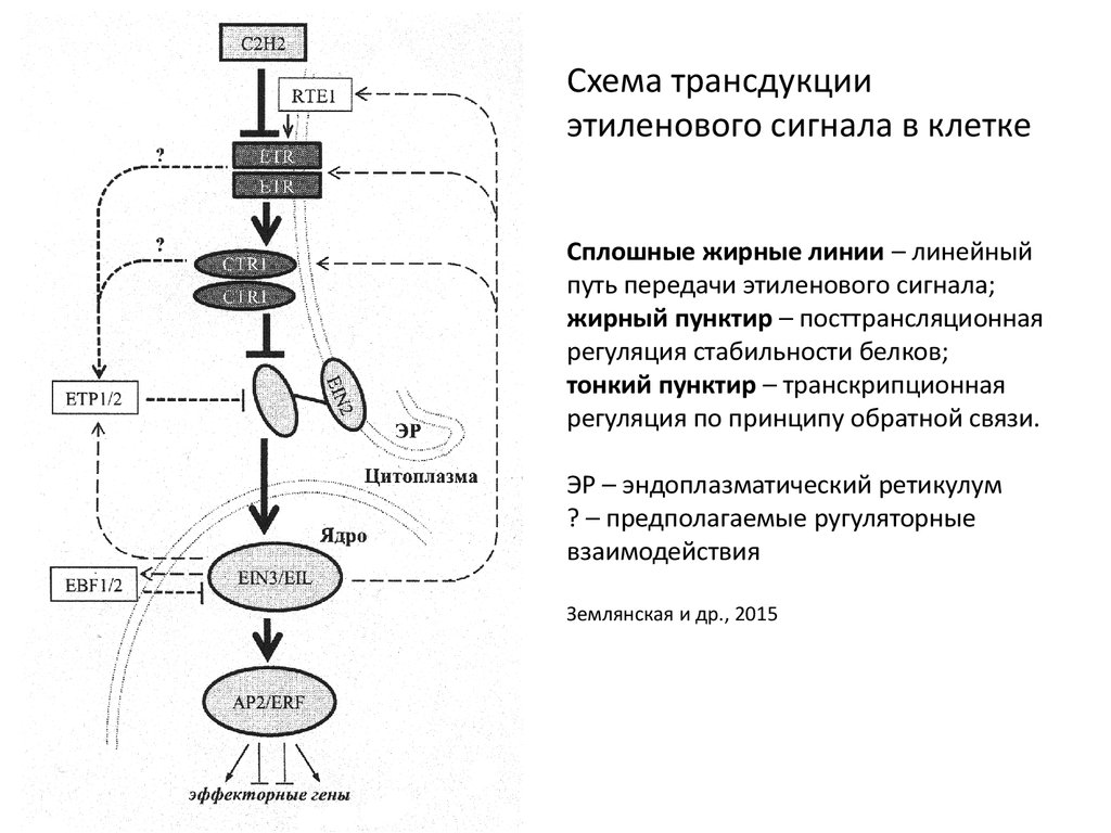 Общая схема трансдукции сигнала