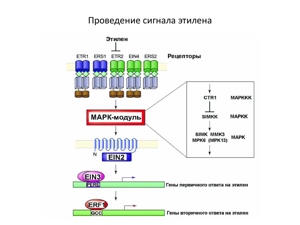 Применение этилена. Рецепторы этилена. Схема проведения сигнала. Схема применения этилена. Анализатор этилена.