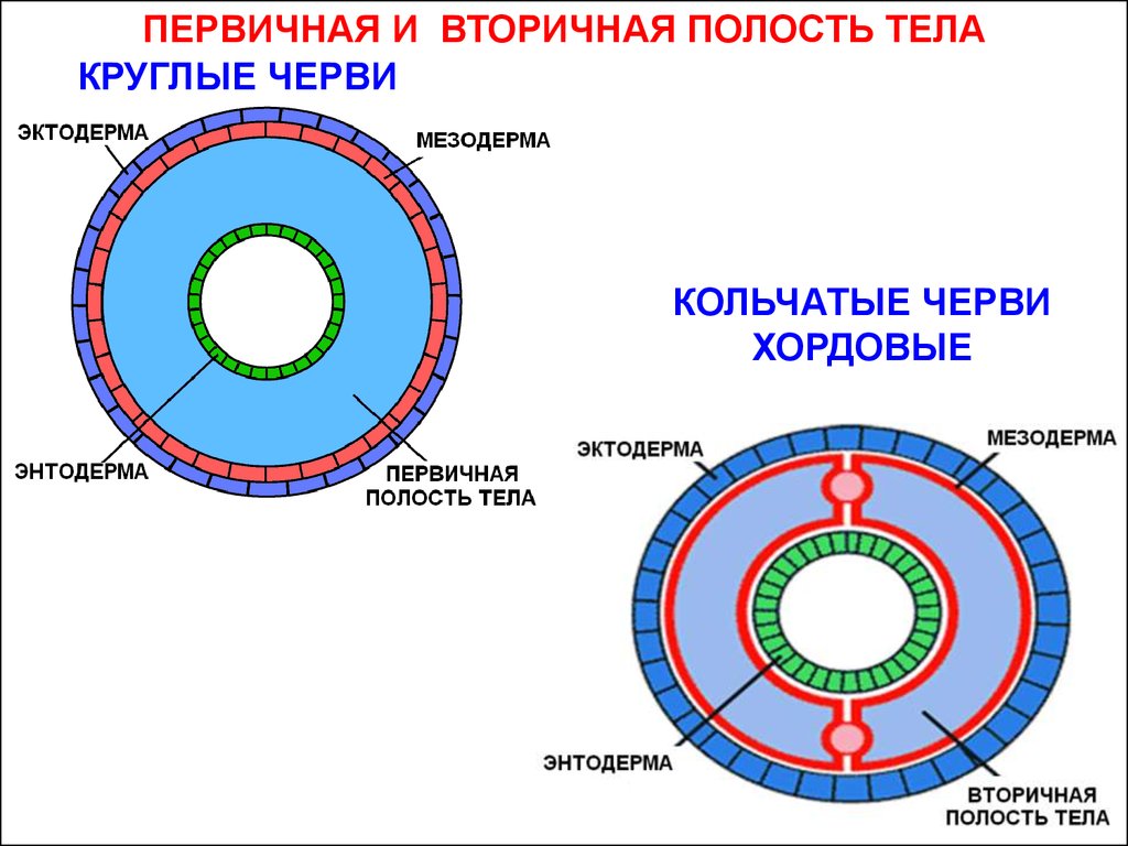 Полость тела не разделена перегородками