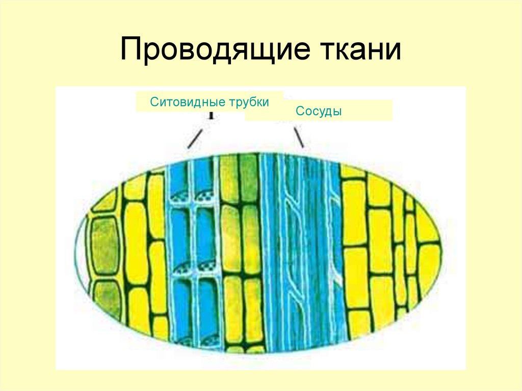 На рисунке изображена ткань покровная механическая образовательная проводящая