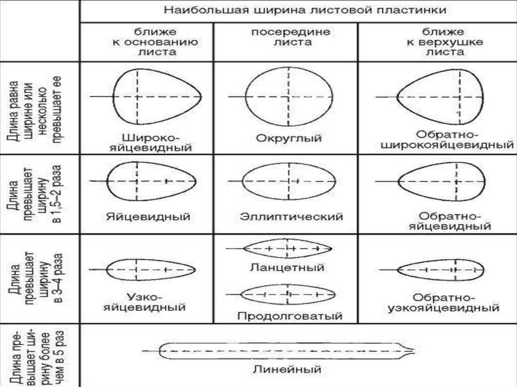 Поворот листовых пластинок в сторону источника света. Эллиптическая форма листовой пластинки. Верхушка листовой пластинки. Клетки листовой пластины. Форма листовой пластинки чистотела.