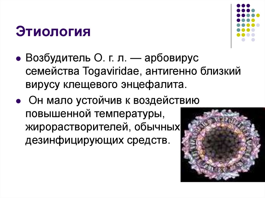 Омская геморрагическая лихорадка презентация