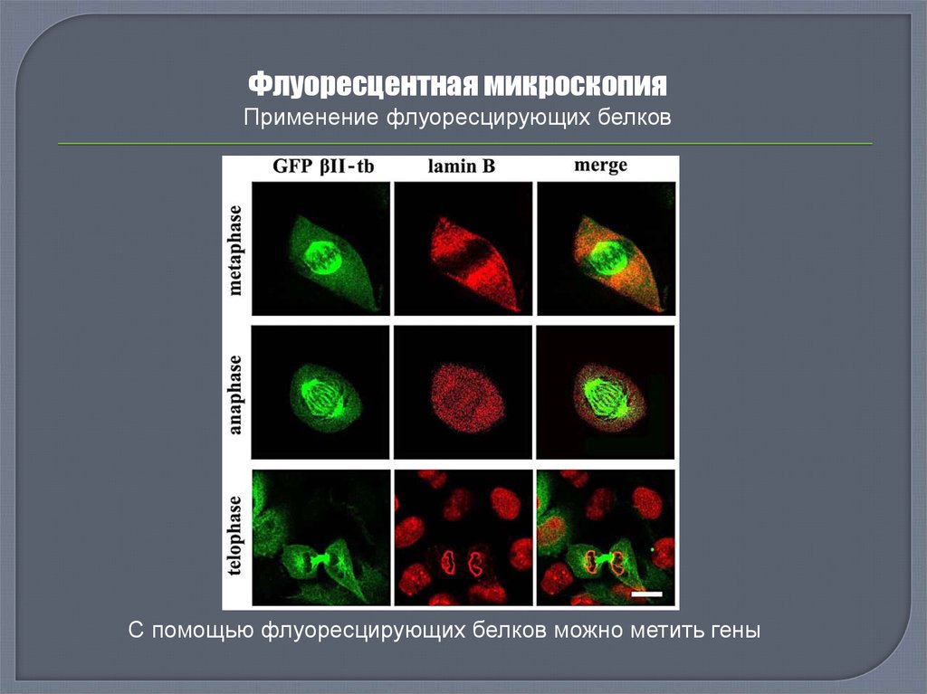 Флуоресцентная микроскопия метод