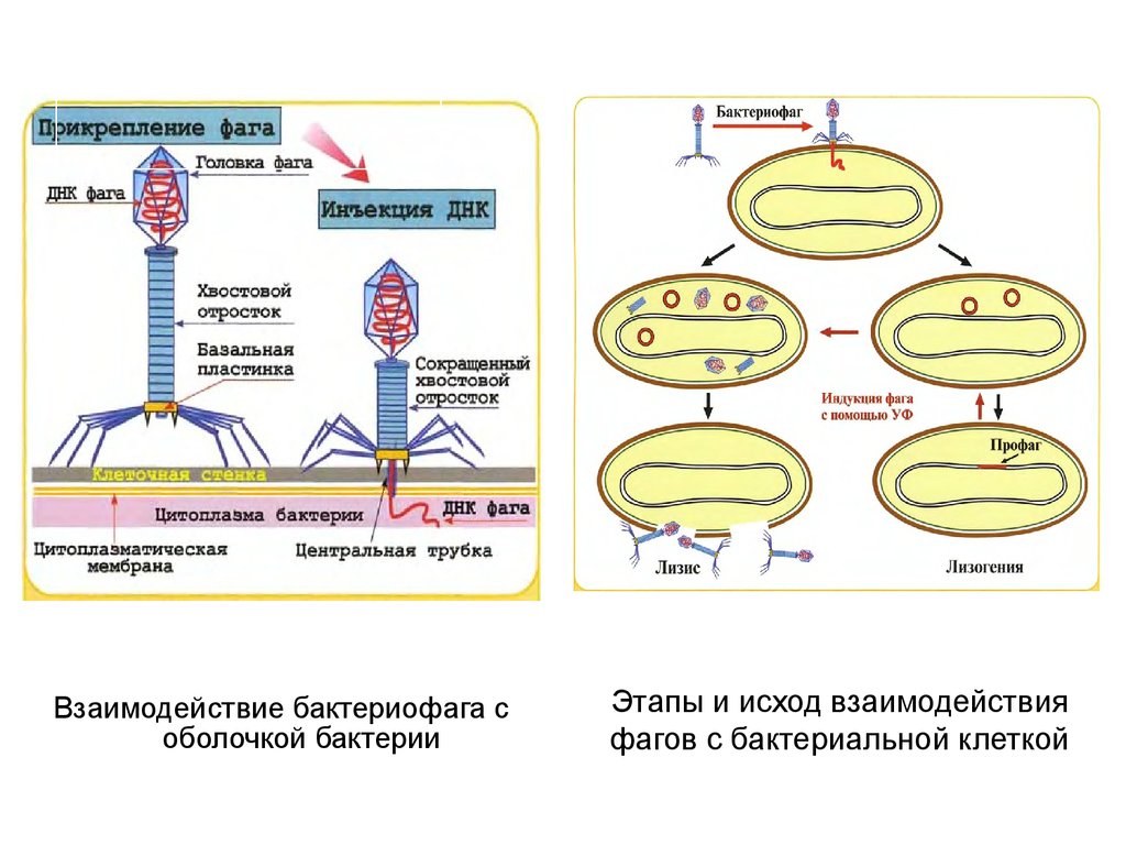 Схема развития бактериофага