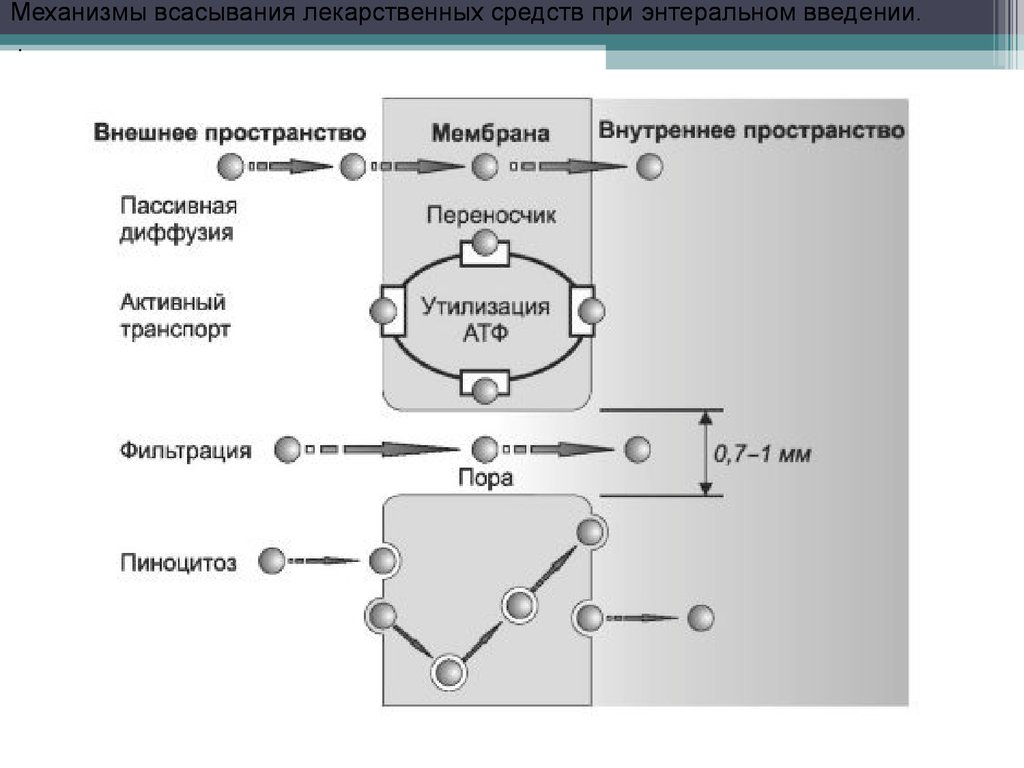 Пассивное всасывание. Фармакокинетика механизмы всасывания лекарственных средств. Фармакокинетика механизм всасывания. Фармакокинетика всасывание лекарственных веществ. Всасывание лв основные механизмы.