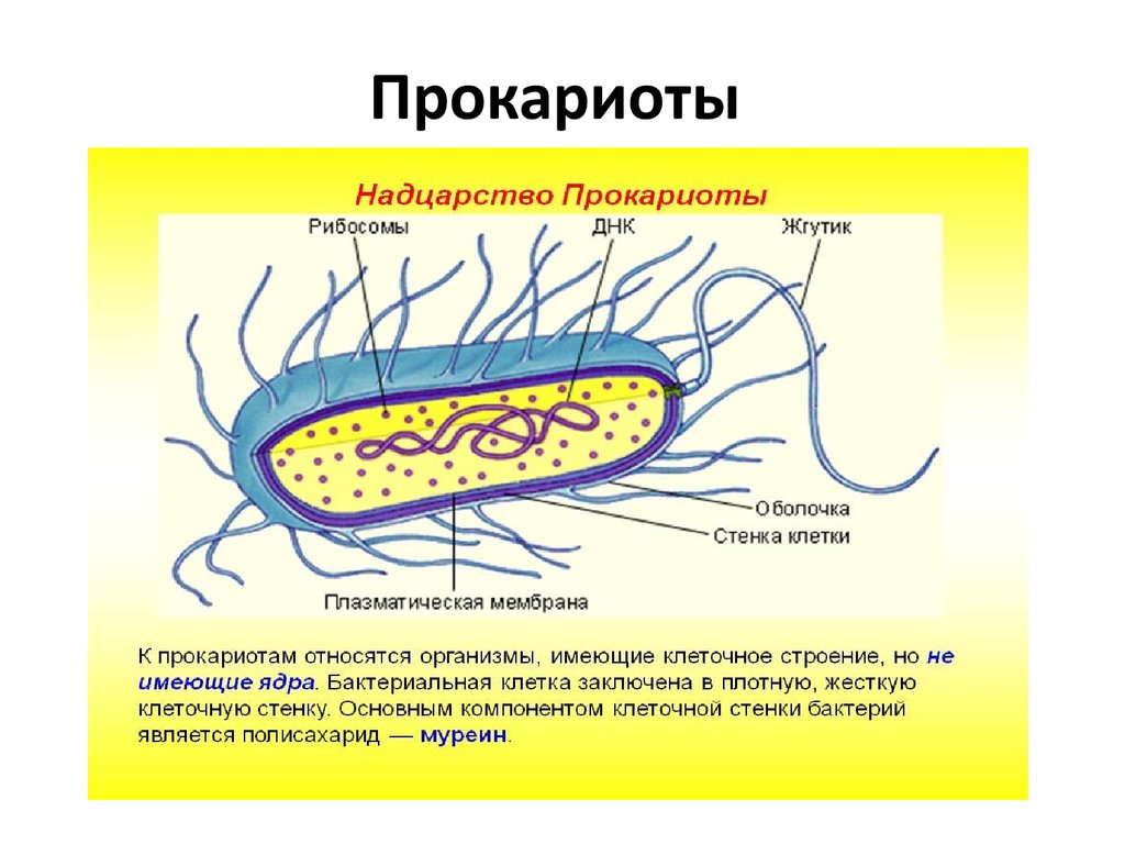 Споры прокариот. Строение бактерии прокариот. Прокариотическая клетка bacteria. Клетка прокариот схема. Строение клетки прокариот.