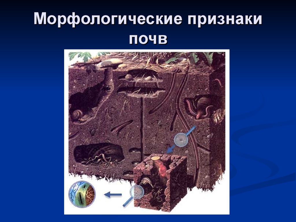 Признаки почв. Морфологические признаки почв. Признаки почвы. Главные морфологические признаки почв. Морфологические свойства почв.