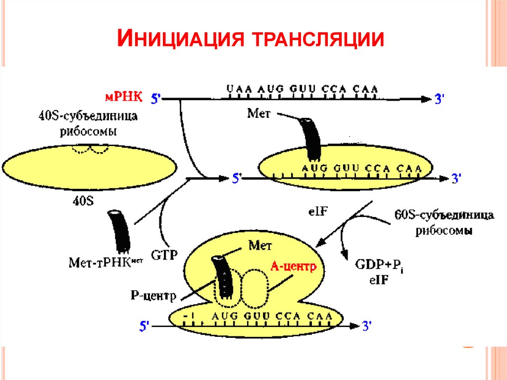 Схема трансляции биохимия