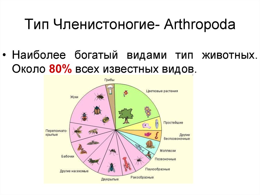 Тип членистоногие презентация