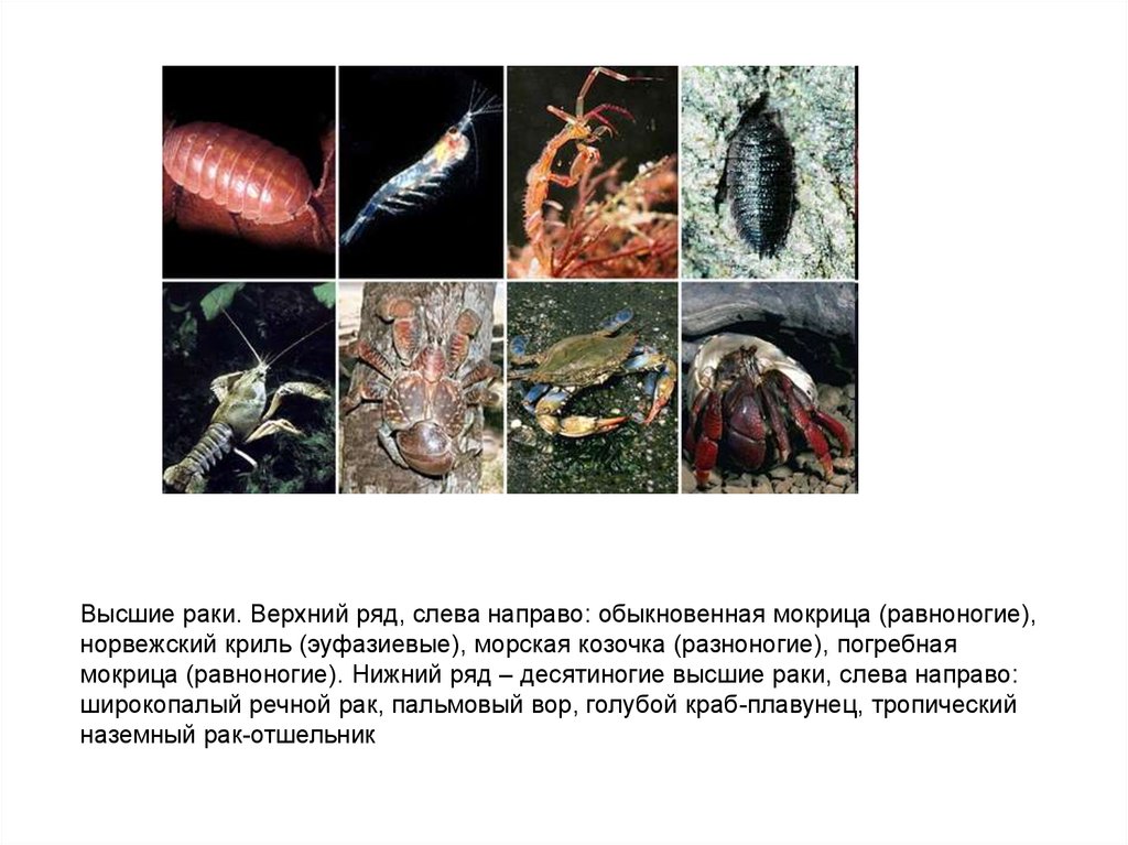 Высшие раки. Наземные рачки. Ряд десятиногие. Десятиногие примеры. Адаптации ракообразных морских козочек.