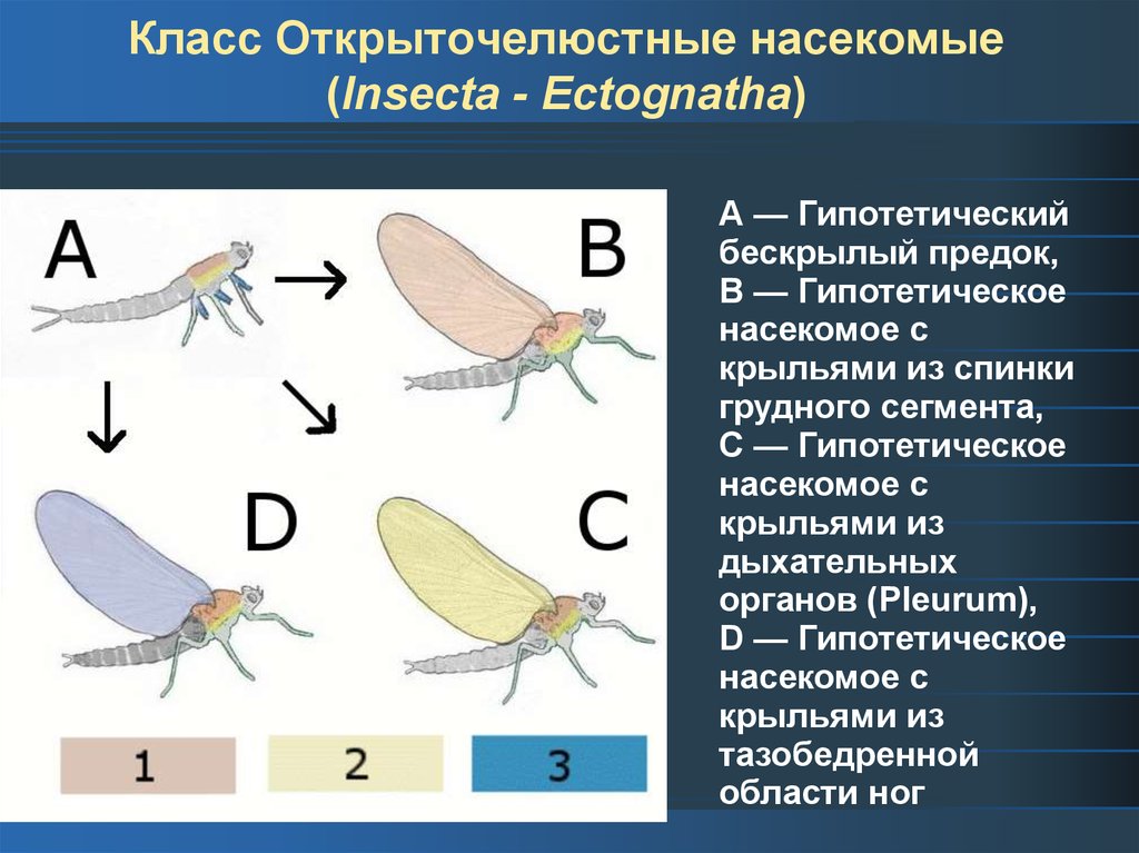 Типы крыльев. Открыточелюстные насекомые. Типы крыльев насекомых. Класса открыточелюстные насекомые (. Класс насекомые строение крыльев.